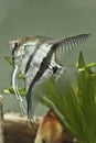 Fresh water Angel fish - Pterophyllum scalare