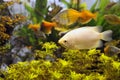 Fresh-water Aquarium Royalty Free Stock Photo
