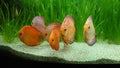 Fresh water aquarium with Amazonian tropical fish species - exotic discus