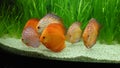 Fresh water aquarium with Amazonian tropical fish species - exotic discus