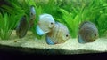 Fresh water aquarium with discus fish & x28; amazon fish and plants species& x29;