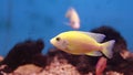 Fresh water aquarium yellow fish Flimsy Yellow Fish