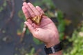 Fresh water chestnut seed Royalty Free Stock Photo