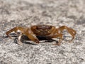 A fresh water crab in defensive Royalty Free Stock Photo