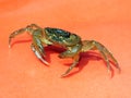 A fresh water crab in defensive pose Royalty Free Stock Photo