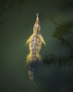 Fresh water crocodile swimming in dark murky water Royalty Free Stock Photo