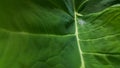 Fresh water drop dew on green taro leaf. Tropical leaves concept wallpaper background Royalty Free Stock Photo