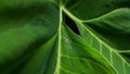 Fresh water drop dew on green taro leaf. Tropical leaves concept wallpaper background Royalty Free Stock Photo