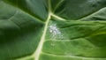 Fresh water drop dew on green taro leaf. Tropical leaves concept wallpaper background Royalty Free Stock Photo