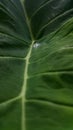 Fresh water drop dew on green taro leaf. Tropical leaves concept wallpaper background Royalty Free Stock Photo