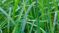 Fresh water drop on green grass leaf Royalty Free Stock Photo