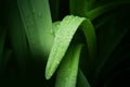 Fresh water drop on green grass leaf after rain Royalty Free Stock Photo