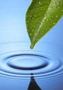 Fresh Water Drop Leaf Spa Royalty Free Stock Photo