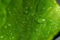 Fresh water drop on vegetable in the kitchen Royalty Free Stock Photo