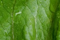 Fresh water drop on vegetable in the kitchen Royalty Free Stock Photo