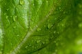 Fresh water drop on vegetable in the kitchen Royalty Free Stock Photo