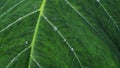 Fresh water droplets on a beautiful wide green taro leaf Royalty Free Stock Photo