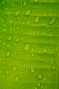 fresh water droplets on the surface of the banana leaf texture. Royalty Free Stock Photo