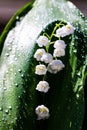 Fresh water drops on closeup inflorescence of blooming Lily of the valley, also known as Convallaria majalis flower. Royalty Free Stock Photo