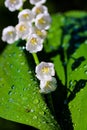 Fresh water drops on closeup inflorescence of blooming Lily of the valley, also known as Convallaria majalis flower. Royalty Free Stock Photo