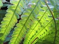 Fresh water drops on the green forest fern leaf macro Royalty Free Stock Photo
