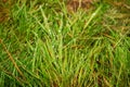 Fresh water drops on a green grass in a field Royalty Free Stock Photo