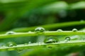 Fresh water drops in green nature