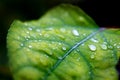 Fresh Water Drops on Leaf Macro Closeup Royalty Free Stock Photo
