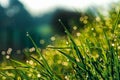 Fresh water drops of morning dew on blades of grass on a lush meadow backlit by morning sun. Concept of purity, freshness