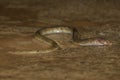 Fresh water eel seent at mahabaleshwar during monsoon Royalty Free Stock Photo