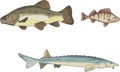 Fresh water fish sturgeon tench and perch