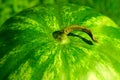 Fresh water-melon Royalty Free Stock Photo