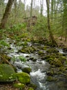 Fresh water from the mountains gushing down through the forest, Smokeys, USA Royalty Free Stock Photo