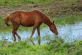 A Fresh-Water Pond, Perfect for a Thirsty Horse, 2