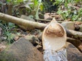 Fresh water running through bamboo channel with small river rocks background. Royalty Free Stock Photo