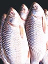 Fresh water scale fish. Rohu fish of sweet water river