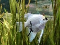 Fresh water Silver angel fish in a aquarium,Selective focus Royalty Free Stock Photo