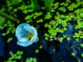 Fresh-water soldier flower