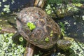 Turtle basking in sunlight on a lake shore