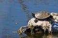 Fresh-water turtle, emys. Reptile basking in the sun Royalty Free Stock Photo