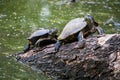 Water turtles on the timber for sunbathing