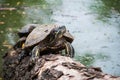 Water turtles on the timber for sunbathing