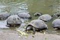 Fresh Water Turtles Eating Cucumber Royalty Free Stock Photo