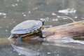 Fresh water turtles in the river