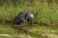 Fresh Water Turtles Sunbathing