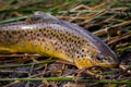 Fresh water, wild brown trout on vegetation by the river. Wild fish with dots on the grass. Fly fishing, spinning in the river Royalty Free Stock Photo