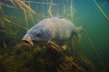 Fresh water wild carp underwater