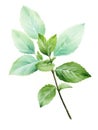 Fresh Watercolor Mint Sprig Leaves AI Generated