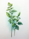 Fresh Watercolor Mint Sprig Leaves AI Generated