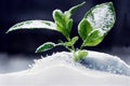 Fresh watercolor sprout in snow horizontal poster.